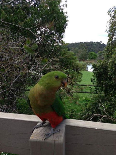 Australian Home Away @ Wonga Park Brushy Creek - Accommodation Georgetown 18