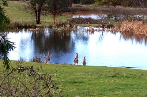 Australian Home Away @ Wonga Park Brushy Creek - Accommodation Georgetown 17