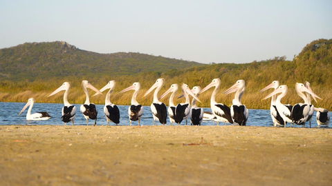 Castaways Moreton Island - Accommodation Georgetown 11
