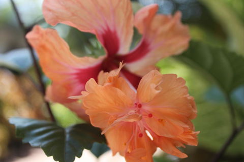 Amaroo On Mandalay, Magnetic Island - Accommodation Georgetown 34