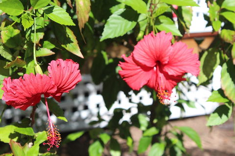 Amaroo On Mandalay, Magnetic Island - Accommodation Georgetown 35