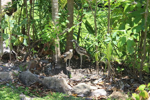 Amaroo On Mandalay, Magnetic Island - Accommodation Georgetown 40