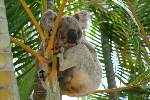 Amaroo On Mandalay, Magnetic Island - Accommodation Georgetown 44
