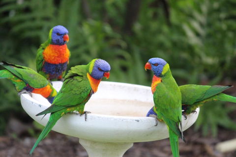 Amaroo On Mandalay, Magnetic Island - Accommodation Georgetown 27