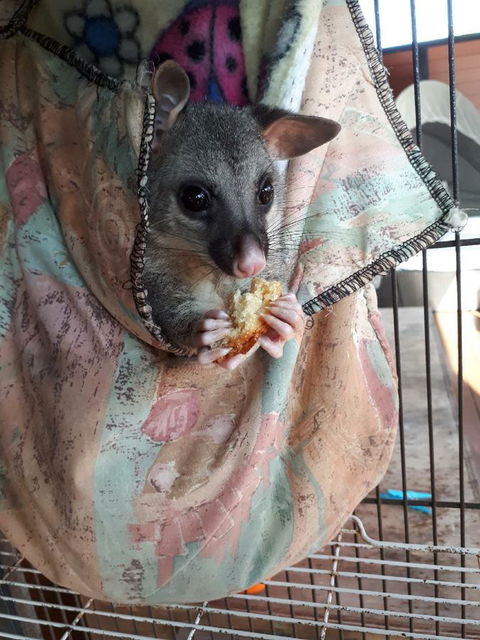 Airlie Beach Eco Cabins - Adults Only - Accommodation Georgetown 27