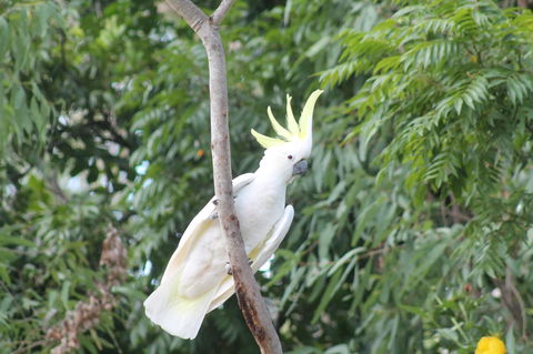 Airlie Beach Eco Cabins - Adults Only - Accommodation Georgetown 4