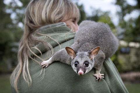 Airlie Beach Eco Cabins - Adults Only - Accommodation Georgetown 3