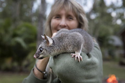 Airlie Beach Eco Cabins - Adults Only - Accommodation Georgetown 11