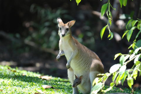 Sanctuary Palm Cove - Accommodation Georgetown 6