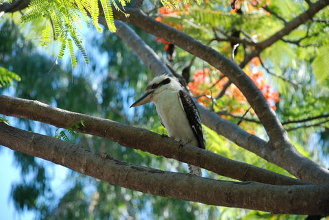 Sanctuary Palm Cove - Accommodation Georgetown 7