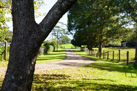McCarthy Grove Maleny - Accommodation Georgetown 3