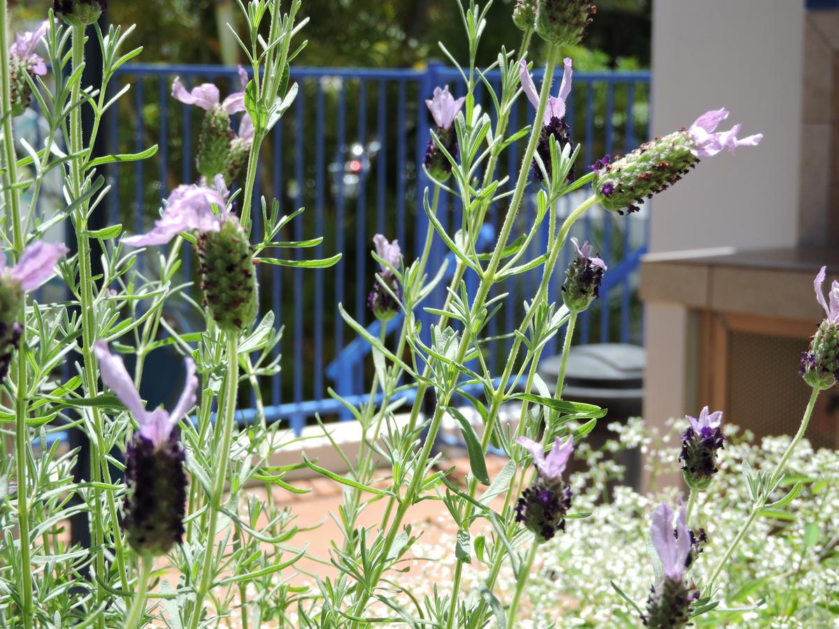 Isle Of Capri QLD Accommodation Georgetown