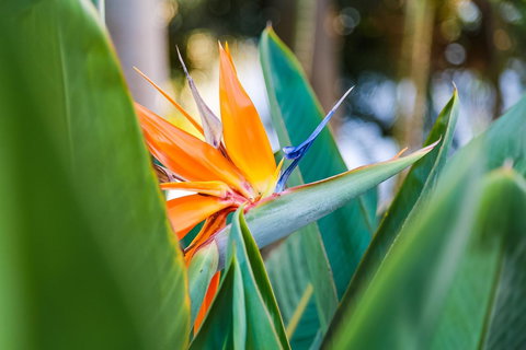 Oscar On Main Beach Resort - Accommodation Georgetown 25