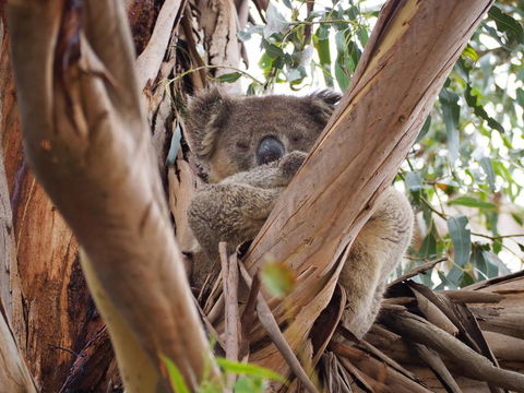 WHITE SHELLS HOLIDAY RENTAL - Accommodation Georgetown 1