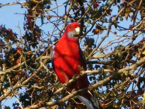 Yasuragi Cabins - Accommodation Georgetown 3