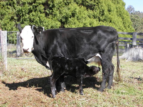 Yasuragi Cabins - Accommodation Georgetown 2