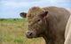 Adelaide Hills Country Paradise - thumb 1