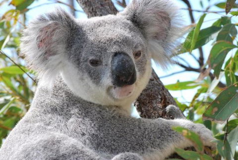AFFORDABLE ISLAND ESCAPE! Queen Studio, Nelly Bay - Accommodation Georgetown 2