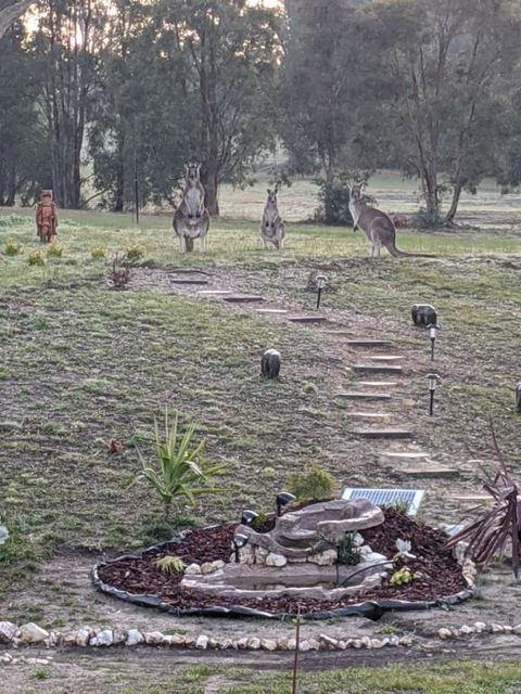 Australian Wildlife At Your Door - Accommodation Georgetown 0