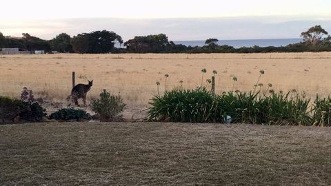 Beeâ€™s Place - 3 Bedroom Home On 10 Acres Of Land With Distant Ocean Views - Accommodation Georgetown 23
