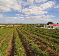 1837 Barossa Luxury Vineyard Cottages - Accommodation Georgetown