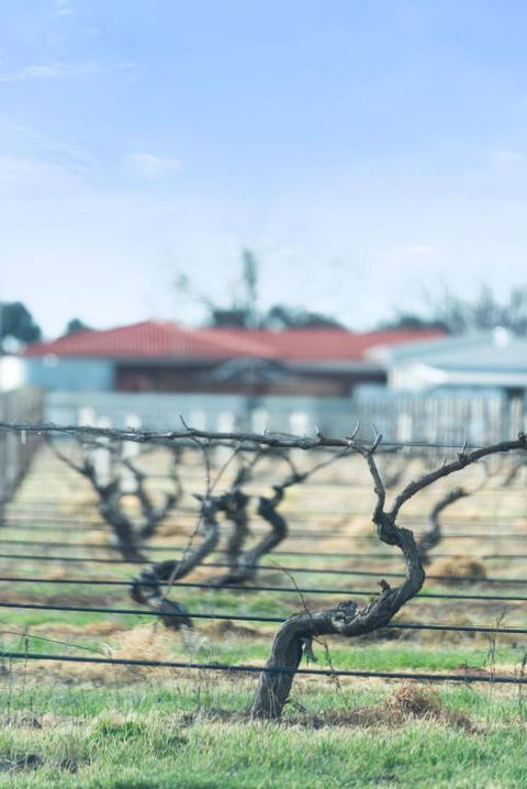 Crimson Ridge - Wines, Vines And Dine - Accommodation Georgetown 1
