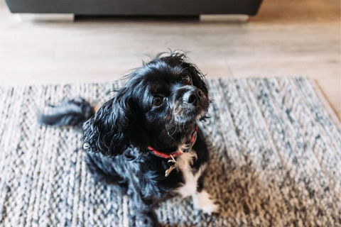 Galoola Hidden Gem, 2 97 Galoola Drive, Pet Friendly, Rooftop Outdoor Area With Spectacular Views, Wi-Fi And Air Conditioning - Accommodation Georgetown 2