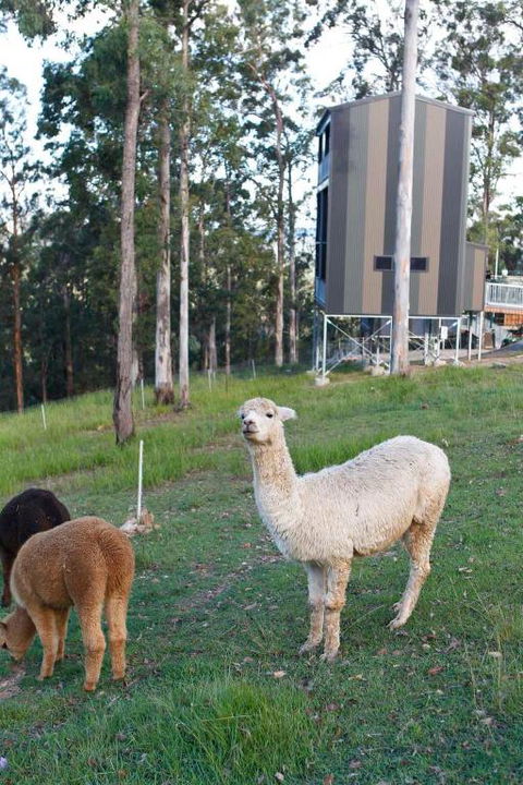 Gold Coast Tree Houses - Accommodation Georgetown 1