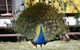 Gold Coast Tree Houses - thumb 4