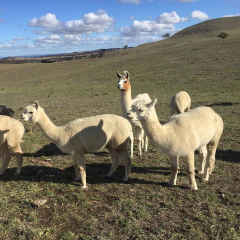 GOULBURN ALPACA FARM STAY - Accommodation Georgetown 0