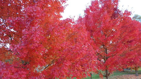 HEALESVILLE GETAWAY - Accommodation Georgetown 0