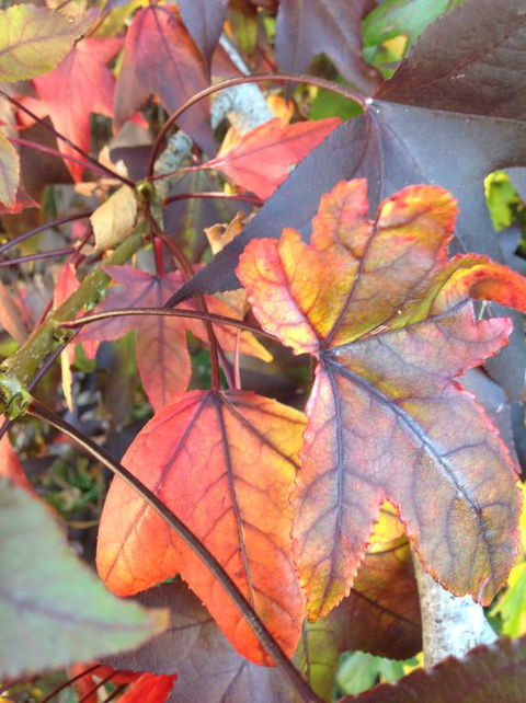 Altona Motel - Accommodation Georgetown 2