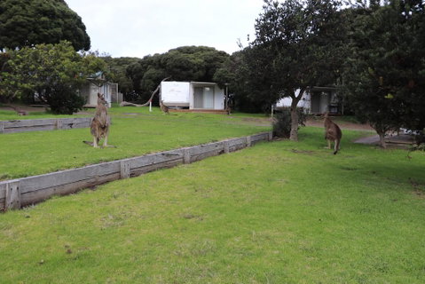 Anglesea Family Caravan Park - Accommodation Georgetown 3