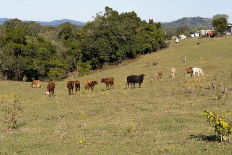Mary Valley Views By Tiny Away - Accommodation Georgetown 3