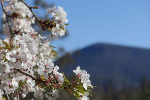 Mountains And Treetops Retreat - Nature Getaway - Accommodation Georgetown 3
