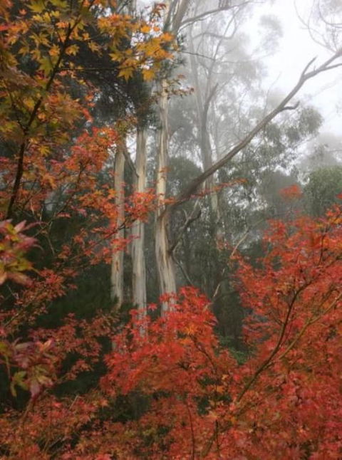 Olinda Enchanted Tower Spa Gas Log Fire And Netflix - Accommodation Georgetown 2