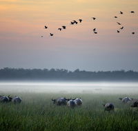 Bamurru Plains - Accommodation Georgetown