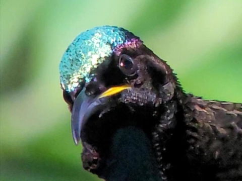 RIflebird Lodge - Accommodation Georgetown 0