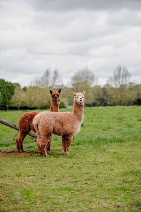 Romantic Luxury Tiny Home In An Idyllic Setting - Accommodation Georgetown 3