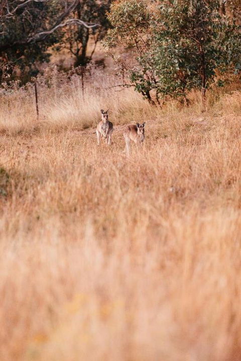 Rose Quartz - 1 Bed With Mountain Views - Kundalini Lodge - Accommodation Georgetown 2