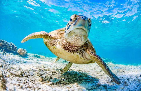 SeaTurtle - Accommodation Georgetown 1