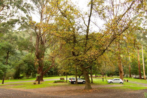 Tarra Valley Retreat - Accommodation Georgetown 1