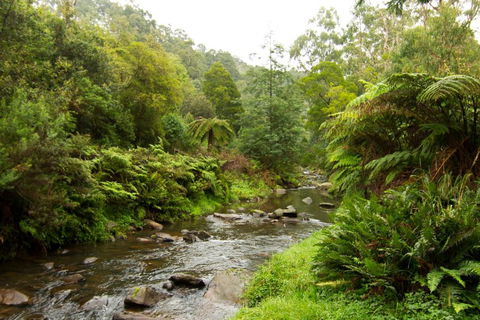 Tarra Valley Retreat - Accommodation Georgetown 3