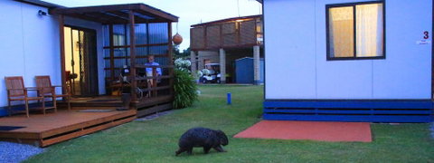 BIG4 Kelso Sands Holiday & Native Wildlife Park - Accommodation Georgetown 2