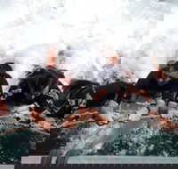 Cruise in Moreton Bay Marine Park and Moreton Island - Accommodation Georgetown