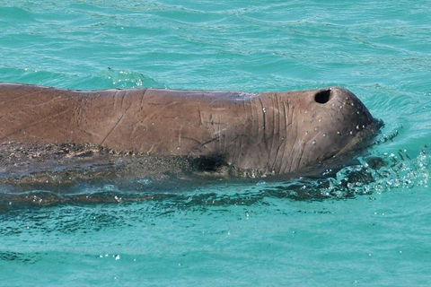 Cruise In Moreton Bay Marine Park And Moreton Island - Accommodation Georgetown 3