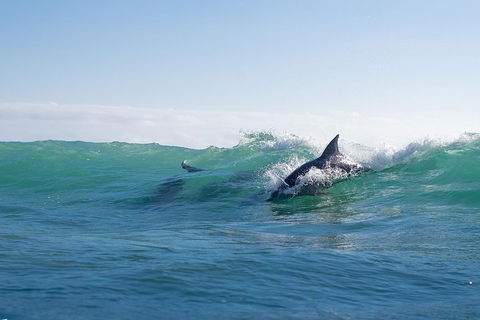 Private Tangalooma Wrecks Tour - Accommodation Georgetown 2