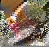 Gay-Wu Woman's 5 Day Yolngu Homeland Tour - Accommodation Georgetown