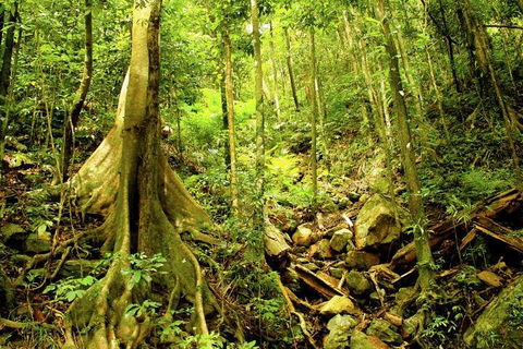 Cairns 4WD Waterfall And Rainforest Tour Including Kuranda Scenic Railway - Accommodation Georgetown 1