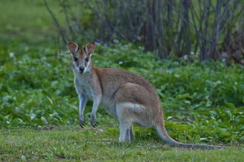 Cairns 4WD Waterfall And Rainforest Tour Including Kuranda Scenic Railway - Accommodation Georgetown 2